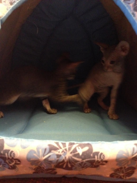 Наши малышастики!!!