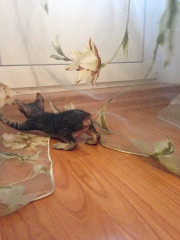 Наши малышастики!!!