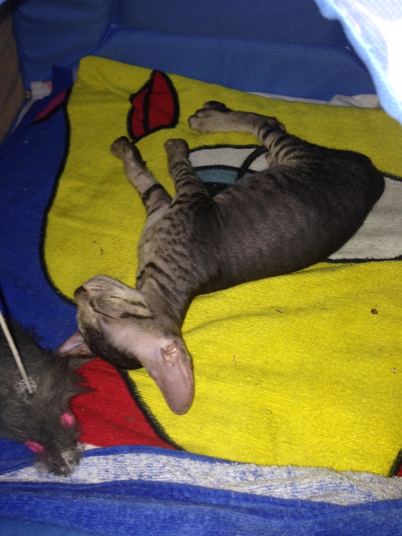 Про наших ушастых деток!)