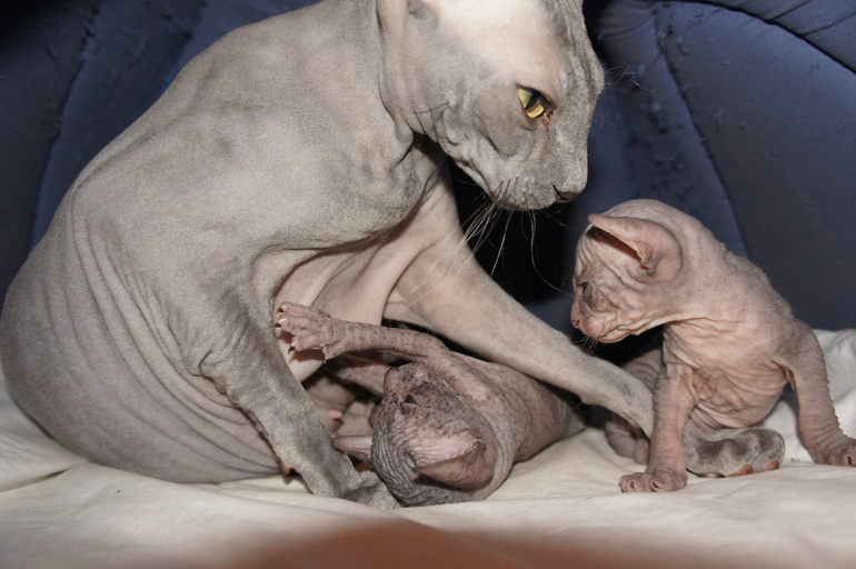 Наше семейство эльфов))))