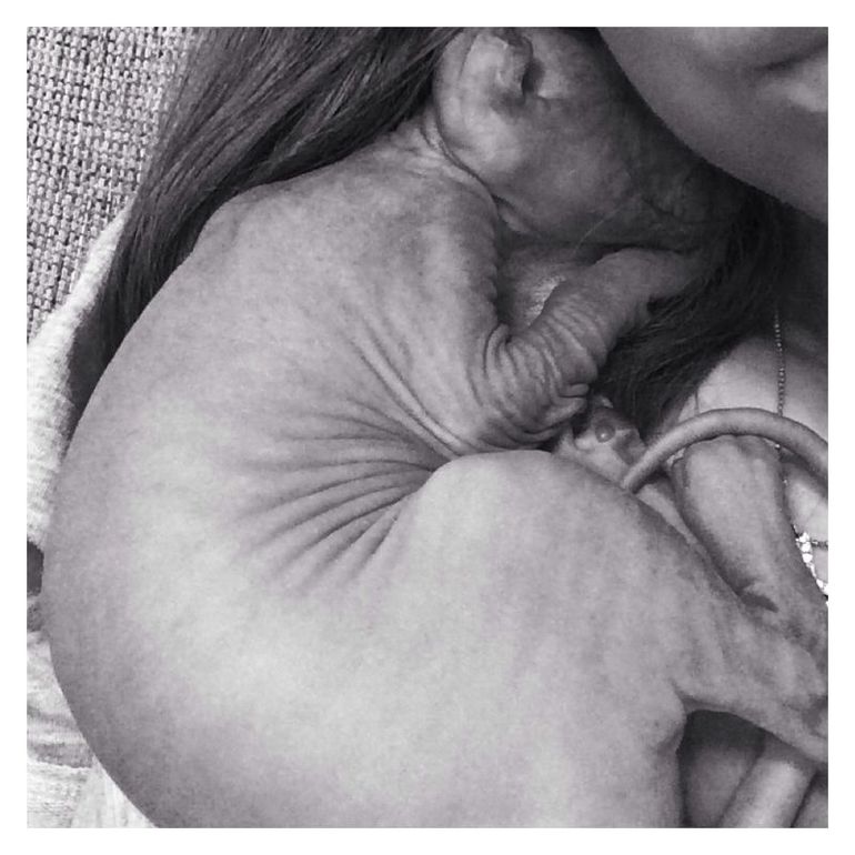 вот и все...отдали последнего котенка-Тигренка((