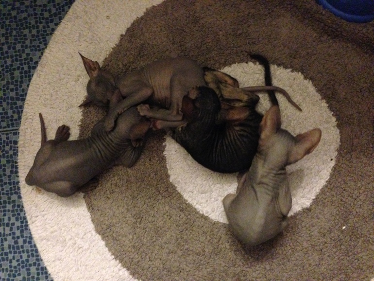 Ушастики наши любимые!