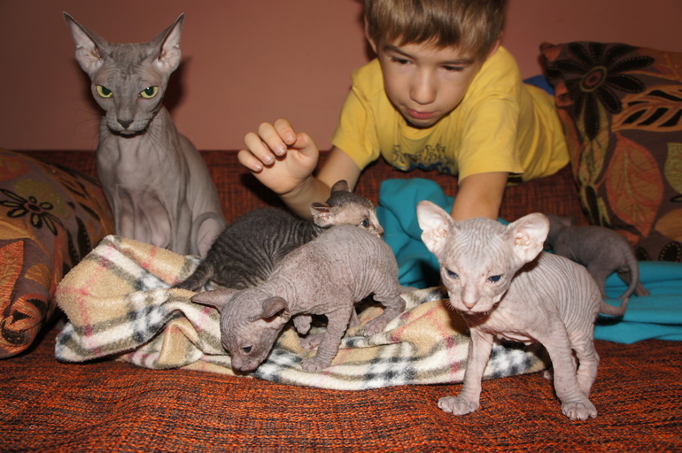 Наше семейство эльфов))))