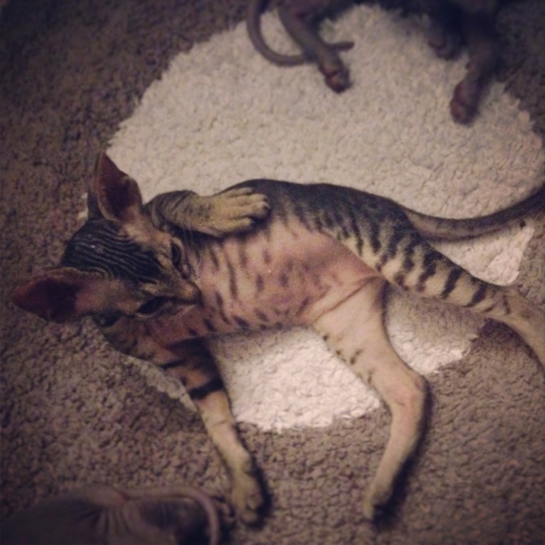 Ушастики наши любимые!