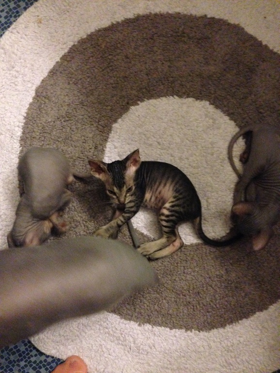 Ушастики наши любимые!