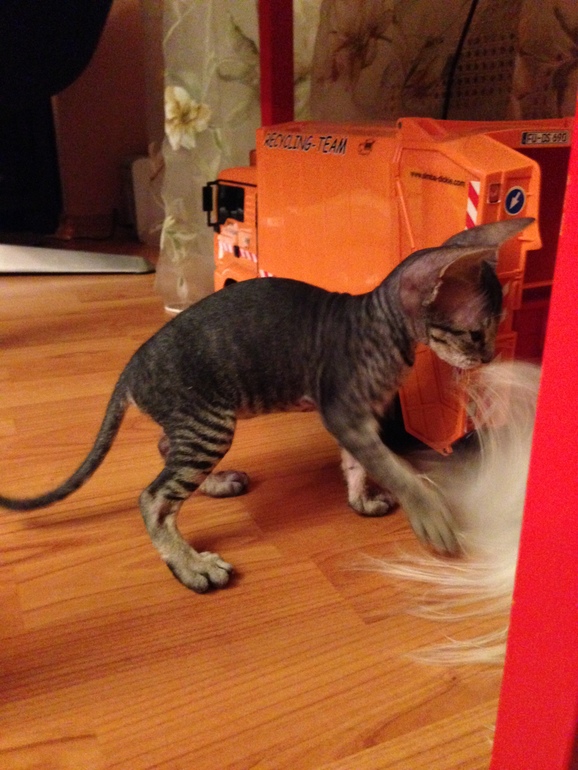 Ушастики наши любимые!