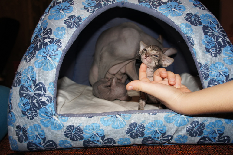 Наше семейство эльфов))))