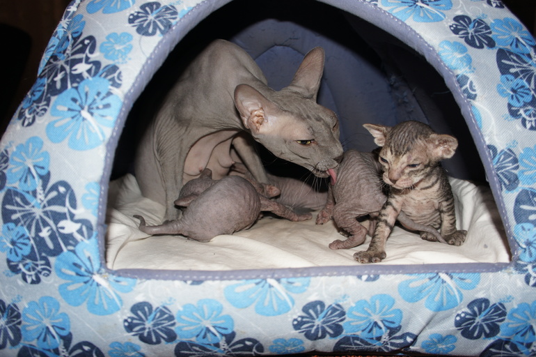 Наше семейство эльфов))))