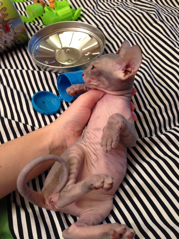 Ушастики наши любимые!