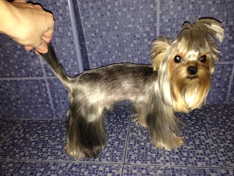 Кукси сладкая девочка)