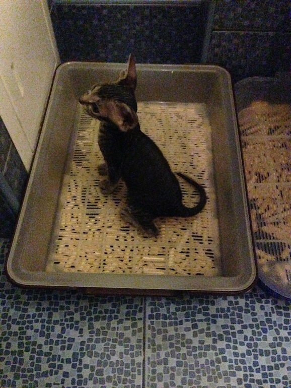 Наши малышастики!!!