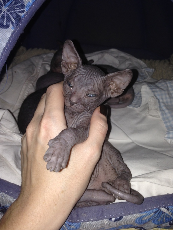 1 месяц ушастикам!!!))