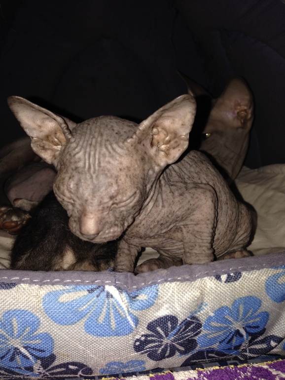 1 месяц ушастикам!!!))