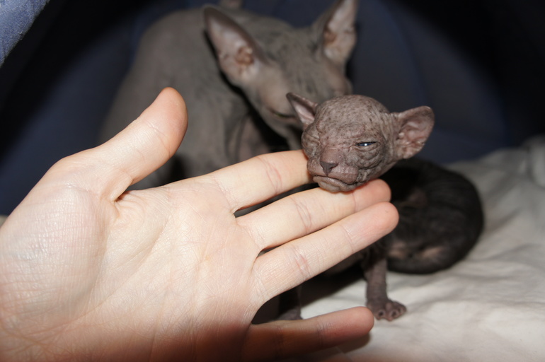 Наше семейство эльфов))))