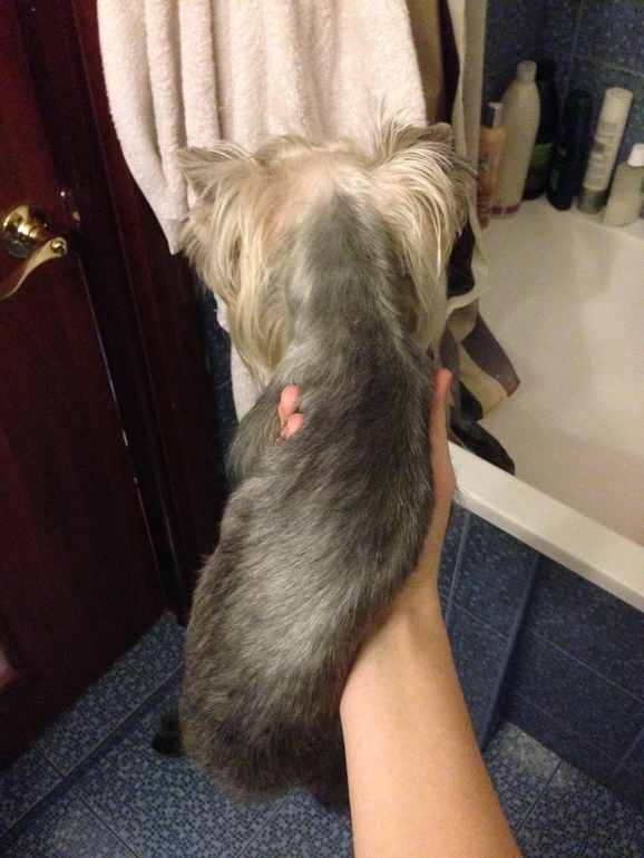 Кукси сладкая девочка)