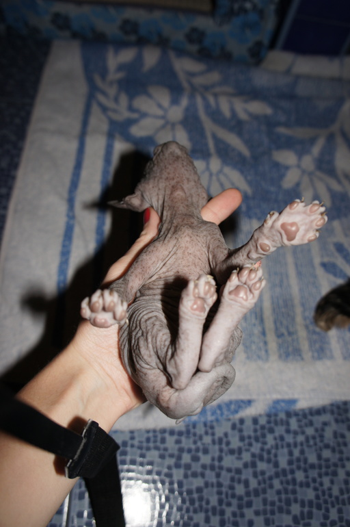 Наше семейство эльфов))))