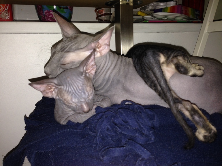 Про наших ушастых деток!)