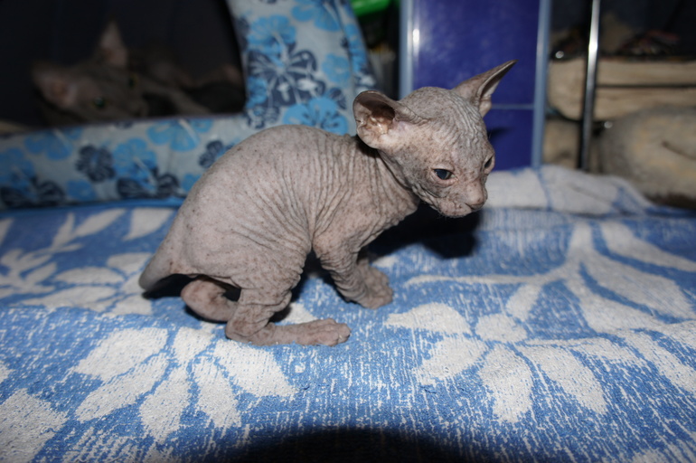 Наше семейство эльфов))))