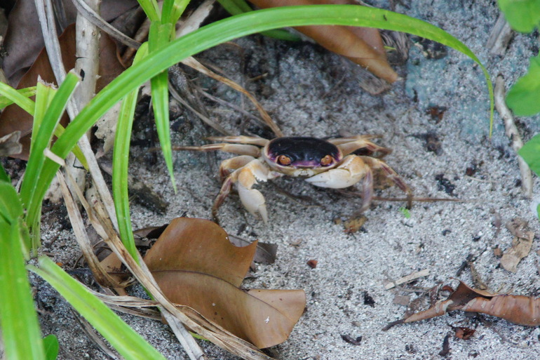 Про Мальдивы с двумя детьми - Часть 2 - Palm Beach Resort