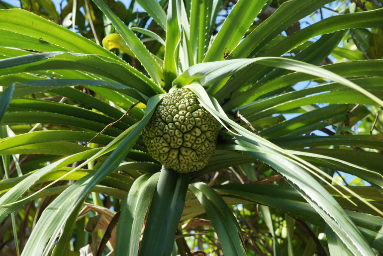 Про Мальдивы с двумя детьми - Часть 2 - Palm Beach Resort