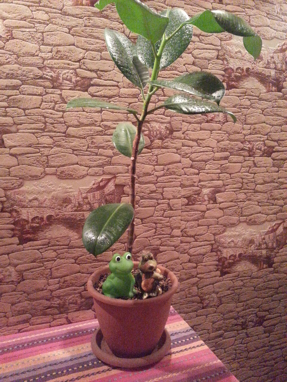 Мои помощники))))))