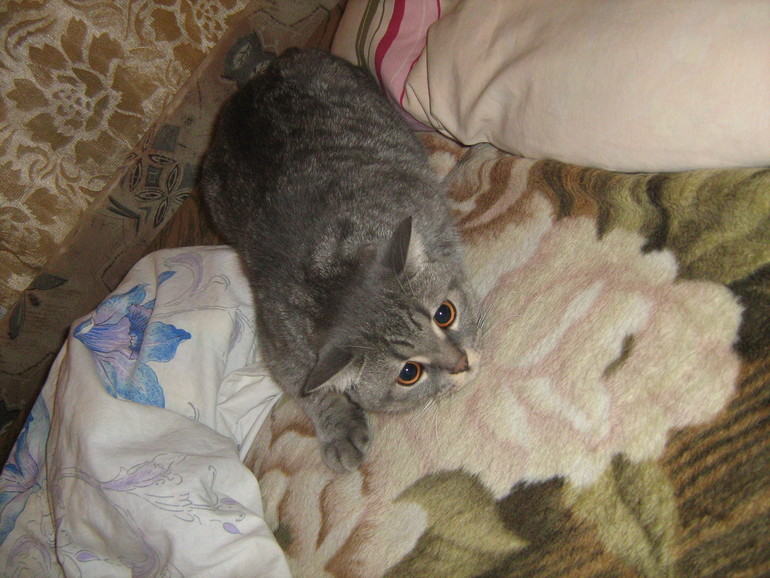 Мой обожаемый котейка))))