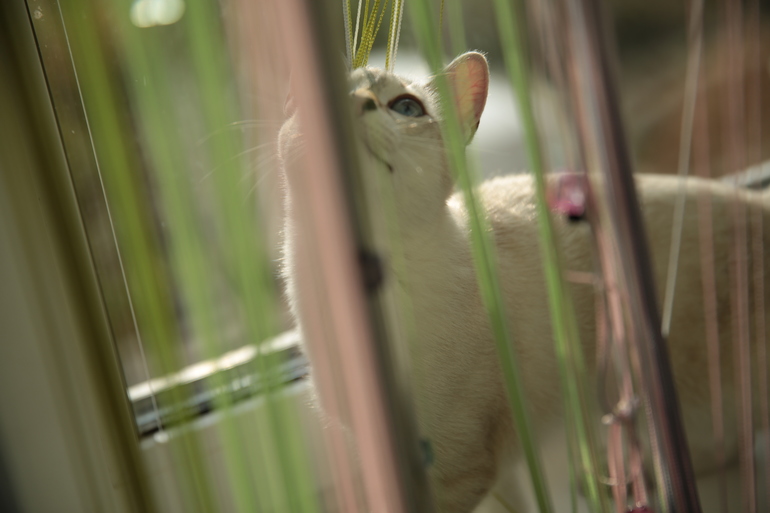 Наша Ефросиния