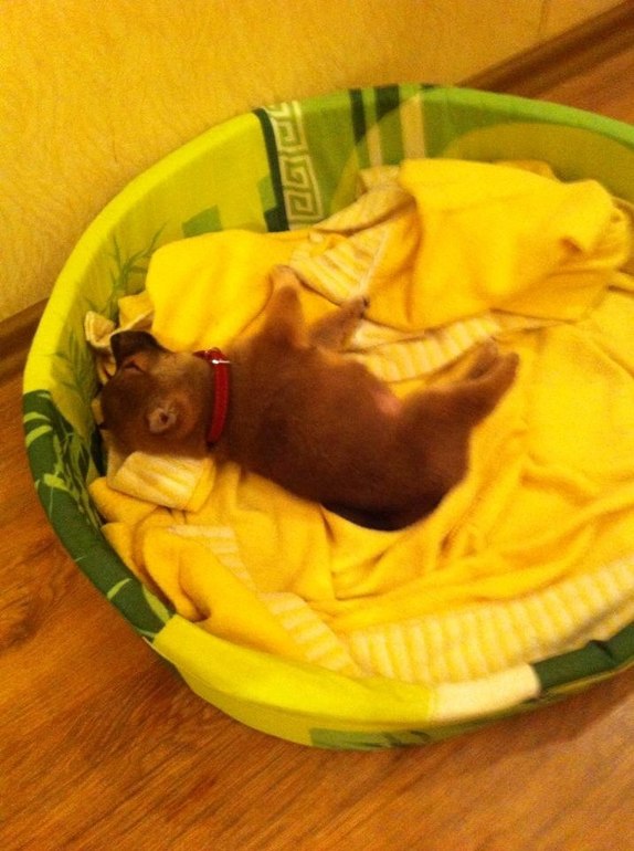 Пополнение в семье