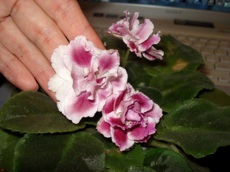 Как и обещала))