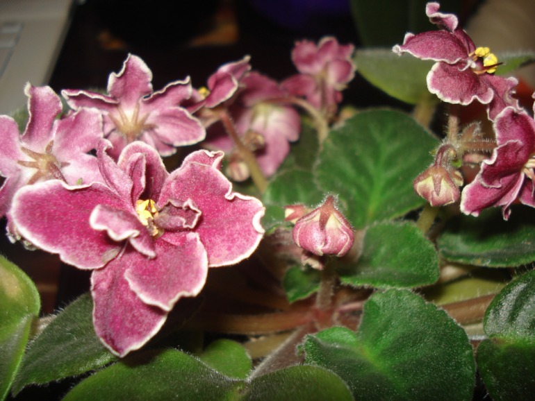 Как и обещала))