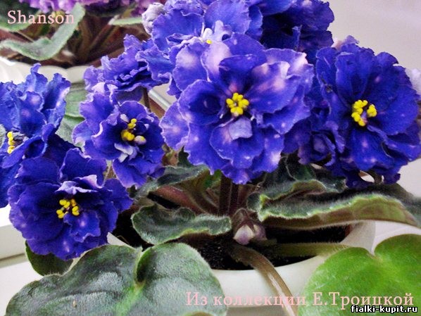 Отдам листики фиалок