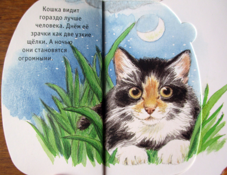 Дневник кота сапиенса картинки