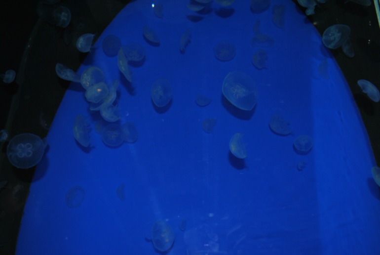 Аквариум в Монпелье!