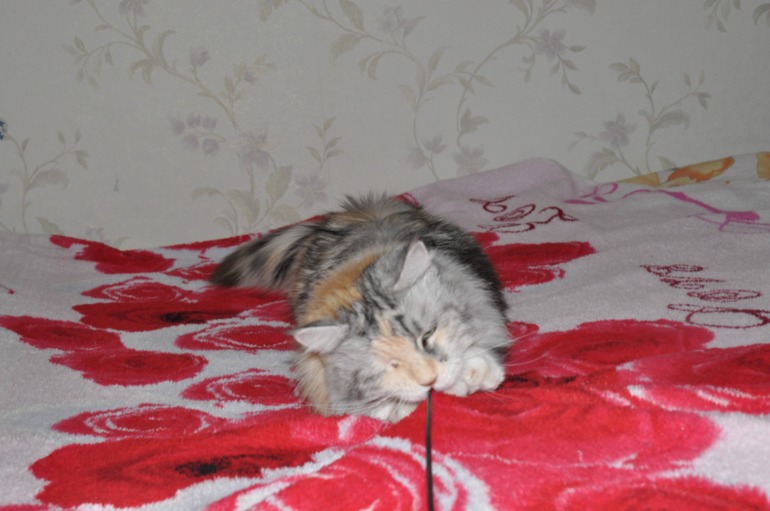 наш черепаховый мейн-кун