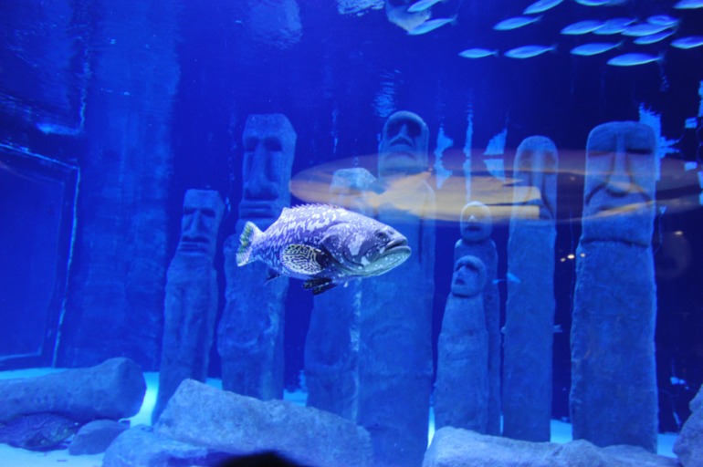 Отдых в Турции. Риксос Сангейт