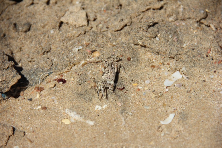 Old Palace Resort Sahl Hashesh 5* - отдых удался на 100%