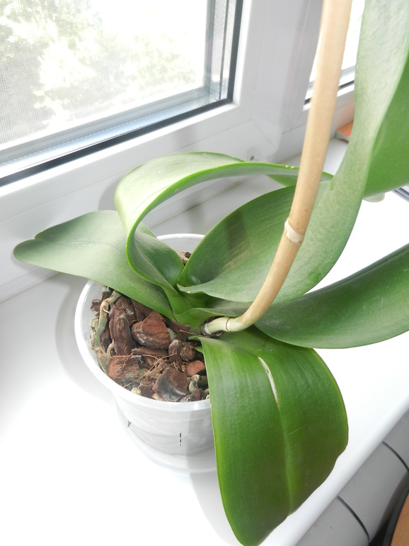 Орхидея после цветения ???ПРАВИЛЬНО ЛИ ???