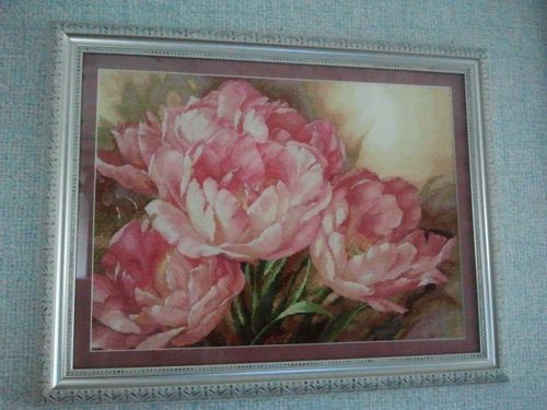 Мои тюльпаны