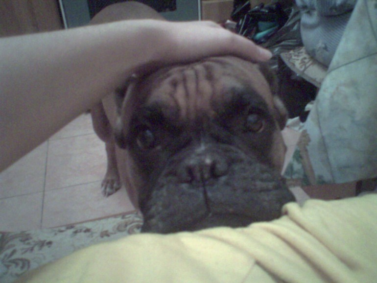 в память о моей любимой первой собаке