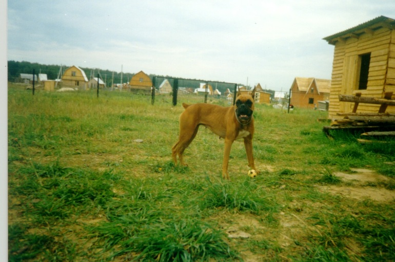 в память о моей любимой первой собаке