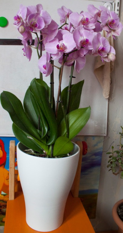 листья скручиваются