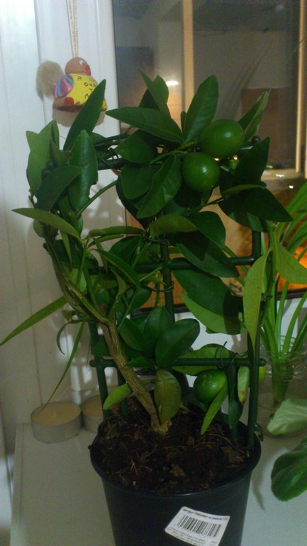 Листопад у Лаймквата (Лимонелла)