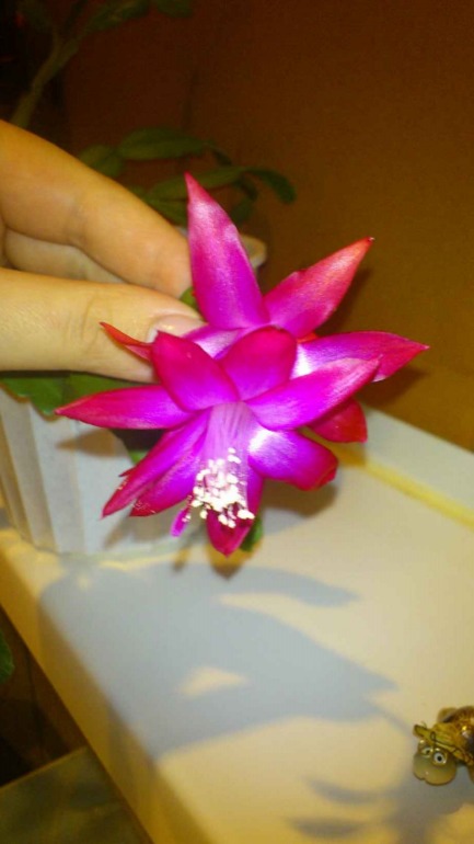 Ну и я похвастаюсь))