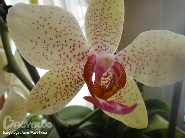 Ну и я похвастаюсь))