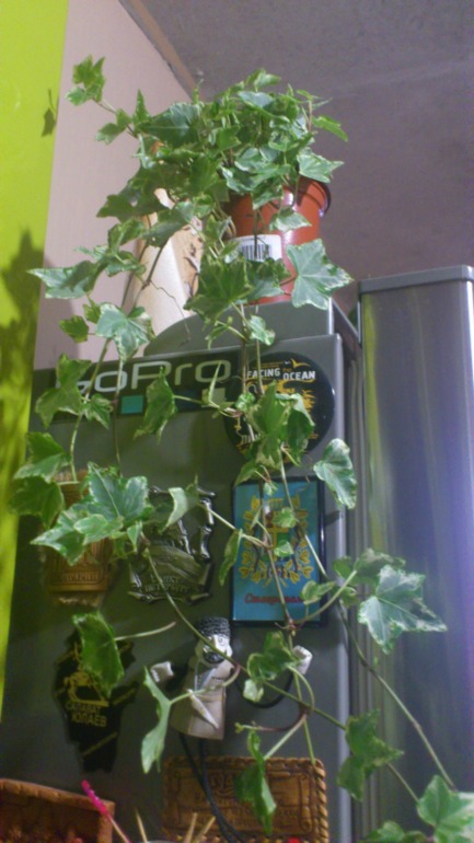 Мои новички