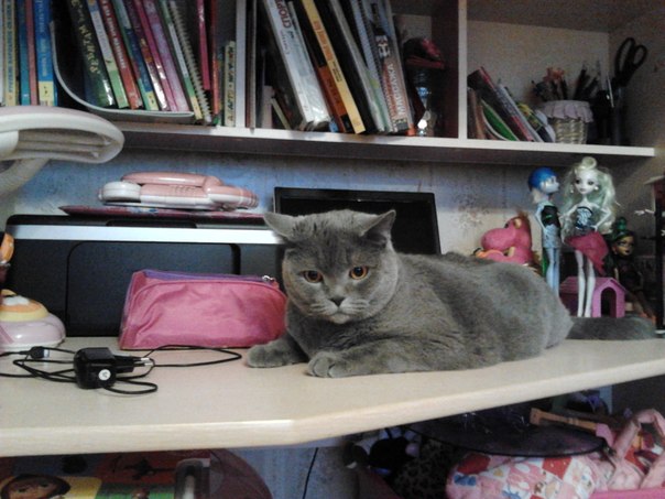 Наша новая киса - Ириска.