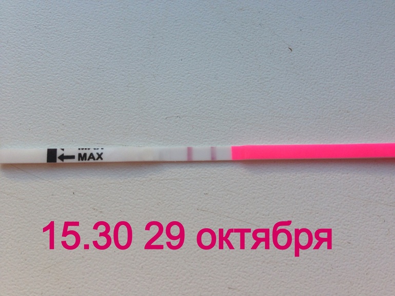 Овуляция фото !