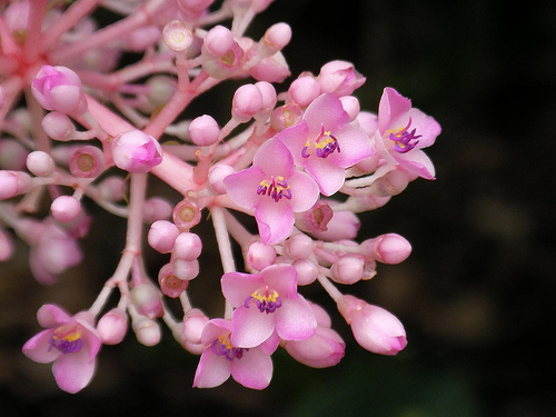 Новый житель.