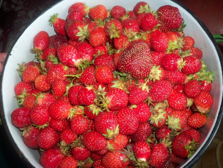 Заготовка клубники.