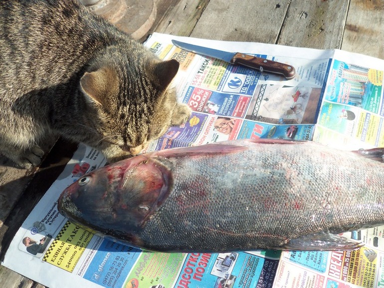 Что нашёл то и моё